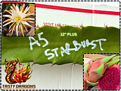 Asunta 5 Starburst