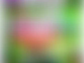 Top Pitahaya Dragon Fruit Google Search Terms used in the past 90 Days
