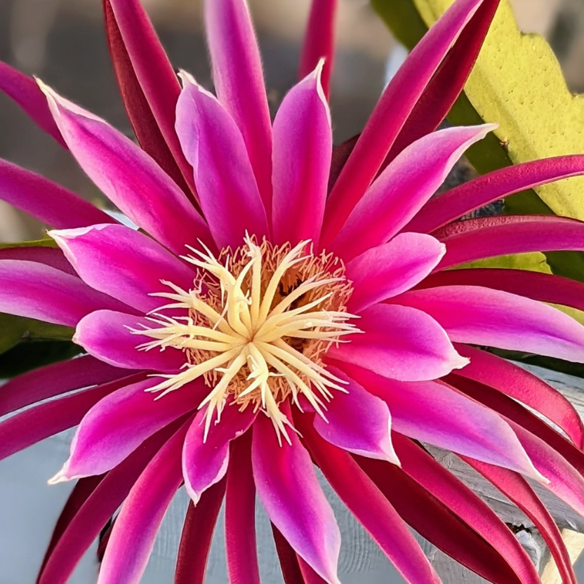 Kathie Van Arum Dragon Fruit