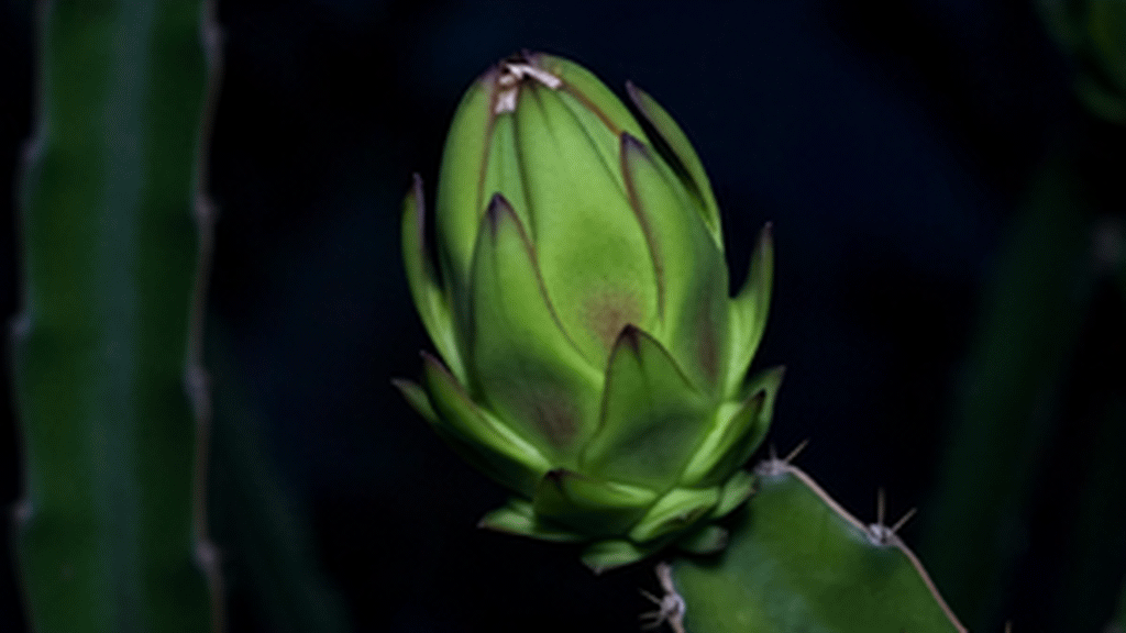 SELF-POLLINATING-DRAGONFRUIT.gif