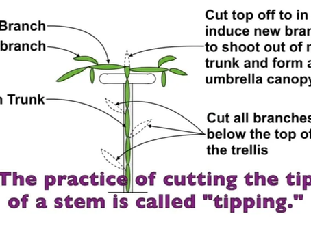 Dragon Fruit Care and Trellis Training