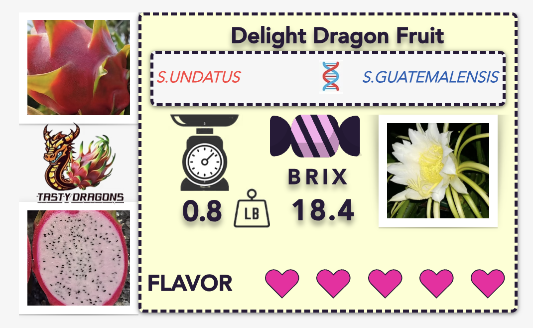 Dragon Fruit On SALE | Tasty Dragons