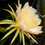 Miniatura: Thai Gold Dragon Fruit STARTER