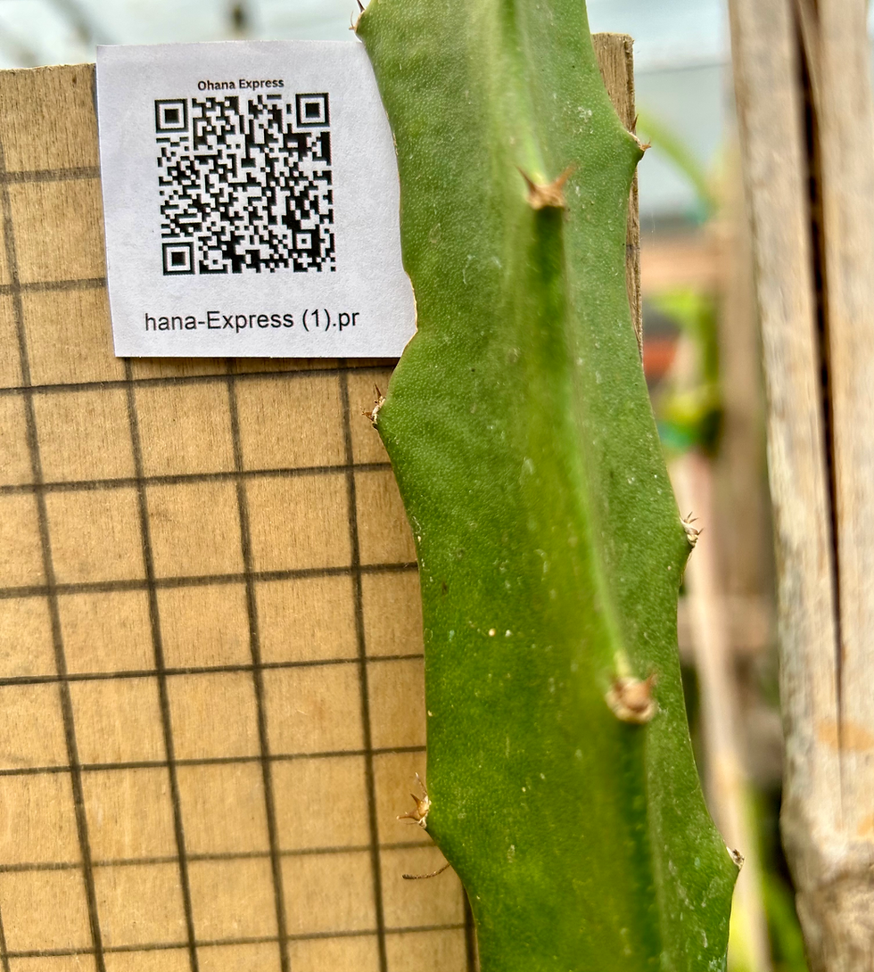 Thumbnail: Ohana Express  Dragon Fruit STARTER