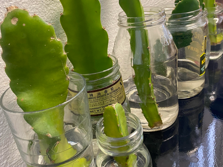 How to Quickly Root Dragon Fruit Cuttings in Water + These Additives