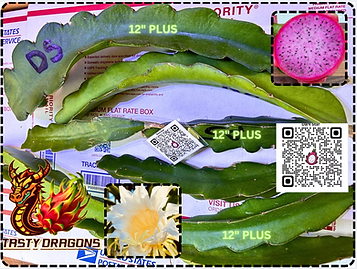 Dark Star Dragon Fruit