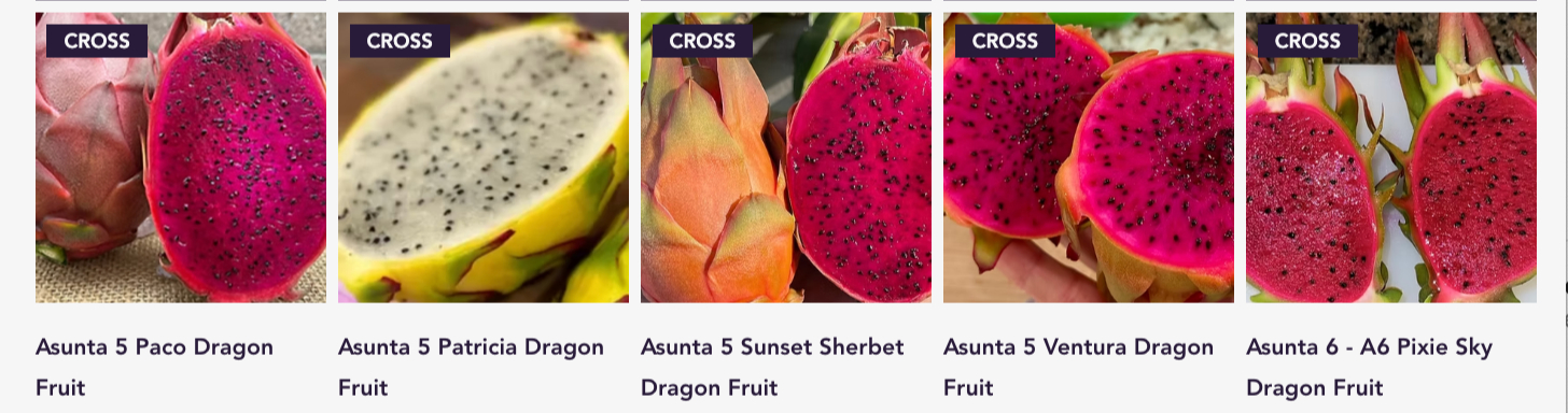 The Asunta Story Special! Buy 2 Get 2 Free Asuntas 1-7