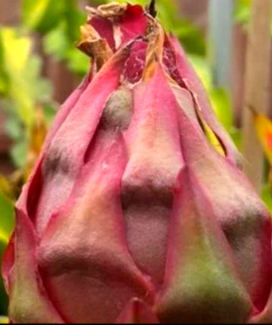 Thumbnail: Asunta 5 Paco Dragon Fruit