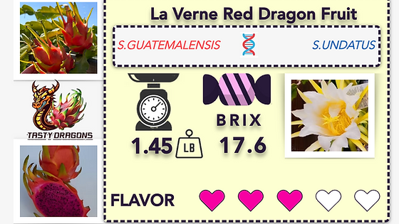 Laverne Red Dragon Fruit