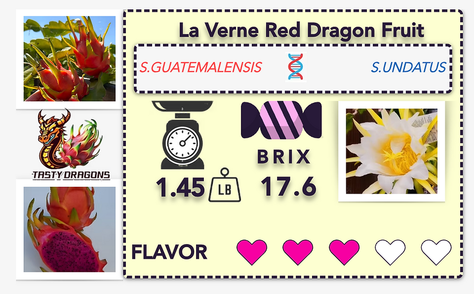 LaVerne Red Dragon Fruit