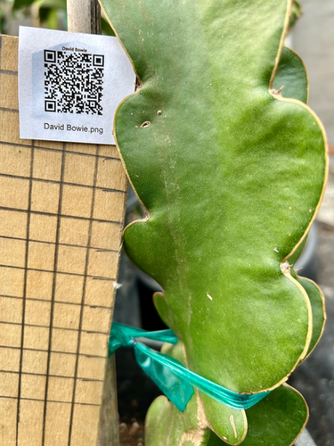 spiralis cactus Cereus peruvianus forbesii cv. Spiralis