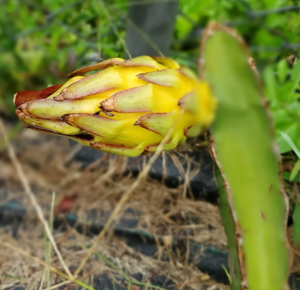 Thumbnail: Albino Ocamponis  Dragon Fruit
