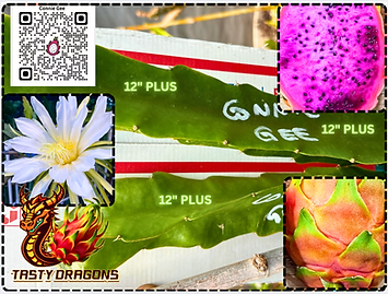 Connie Gee Dragon Fruit