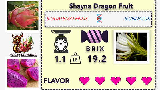 Shayna Dragon Fruit