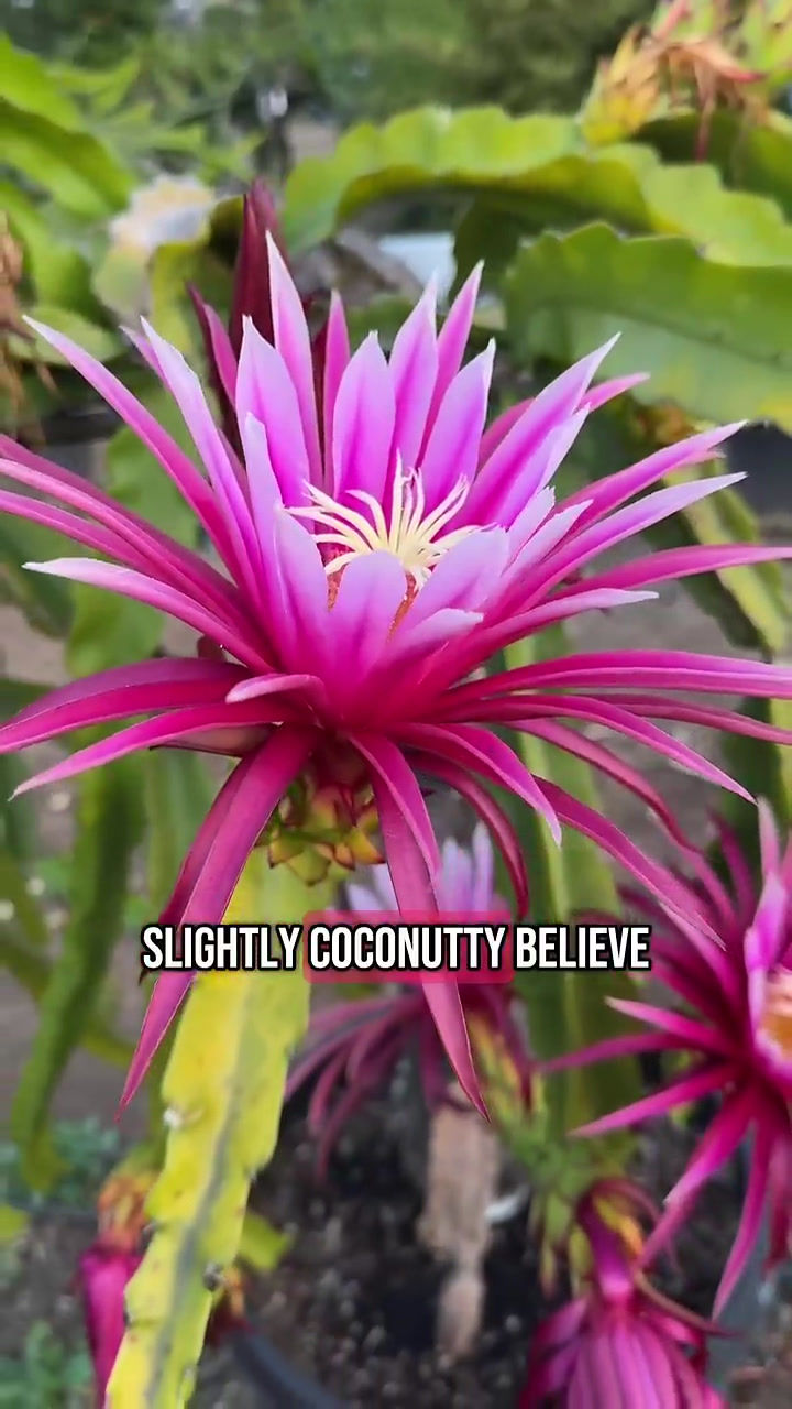 Thumbnail: Connie Mayer Dragon Fruit