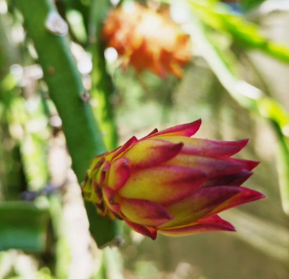 Miniatura: Hawaiian orange Dragon Fruit STARTER