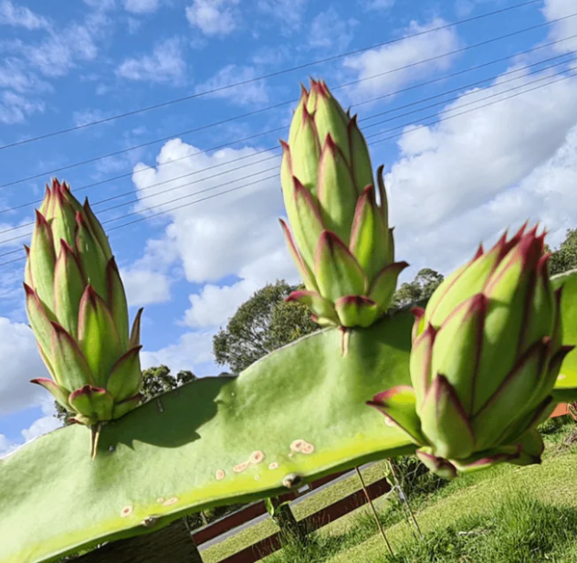Miniatura: Makisupa  Dragon Fruit STARTER