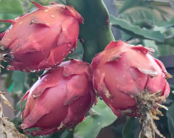 Thumbnail: Valdivia Roja Dragon Fruit STARTER