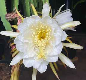 Red Jaina Dragon Fruit