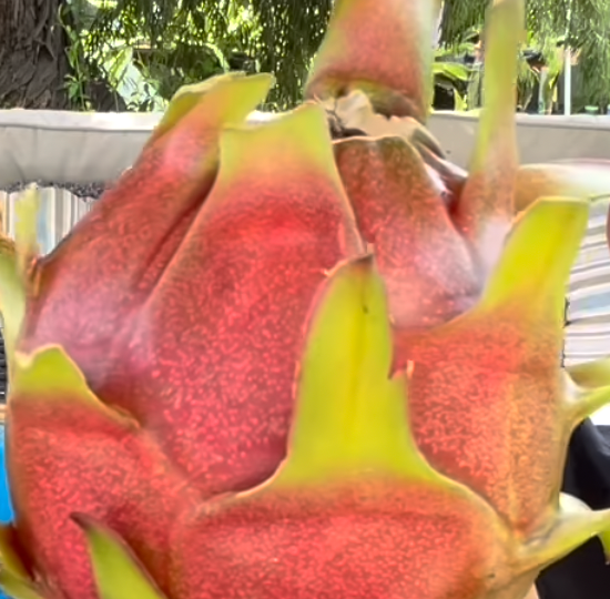 Miniatura: Amelie Dragon Fruit