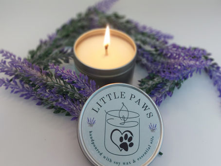 Why Soy Wax is a Better Choice for a Dog-Friendly Home