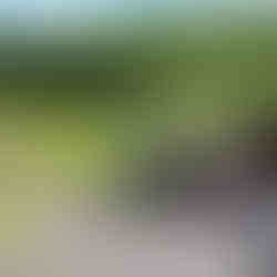 Shooting the rabbit skeet layout