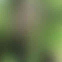 Man concentrating while clay shooting