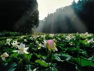蓮 一般の部 福島民友新聞社賞『蓮池の神秘』.webp