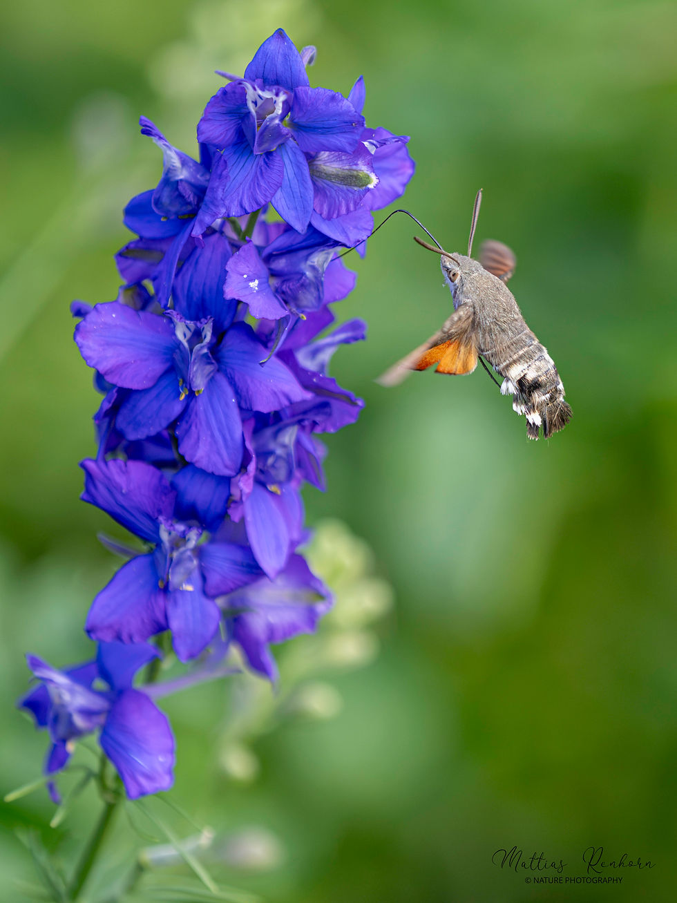 Flygande insekter