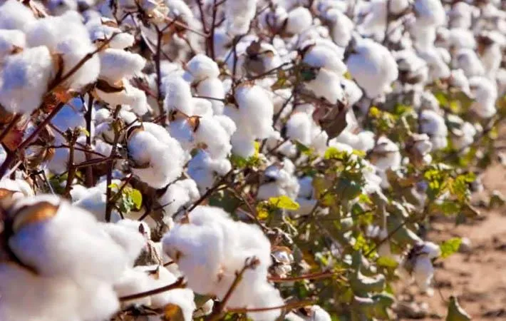 Tanzanian Cotton farm