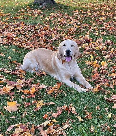 AKC Golden Retriever Michigan