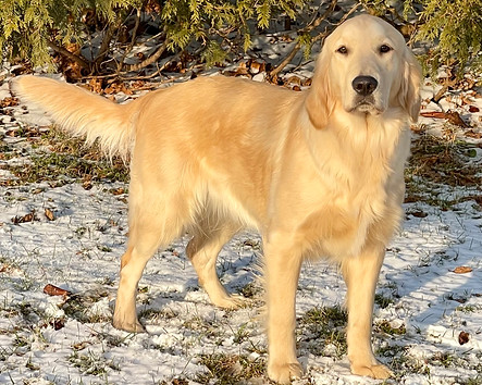 AKC Golden Retriever Michigan