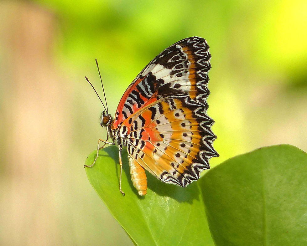 Cethosia cyane