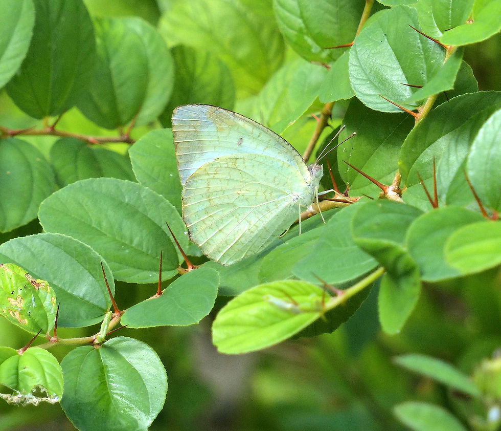 Catopsilia pyranthe