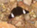 Adelpha epione agilla