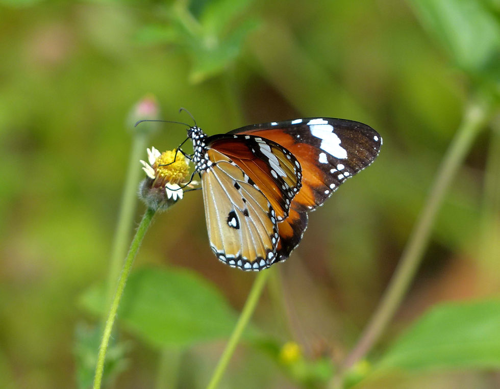 Danaus chrysippus