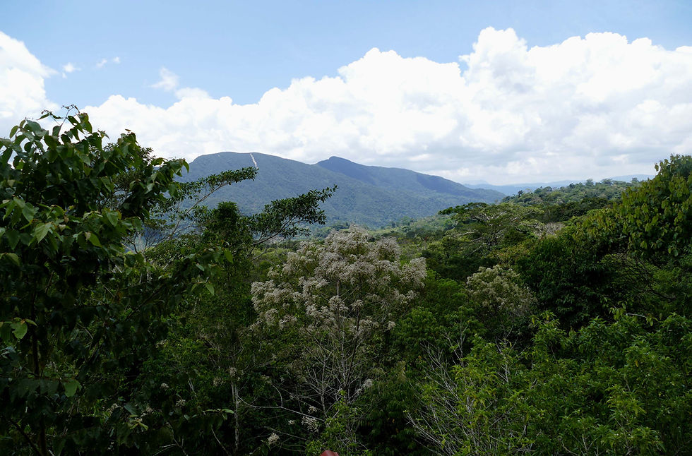 Peru, Koepcke's Hermit site
