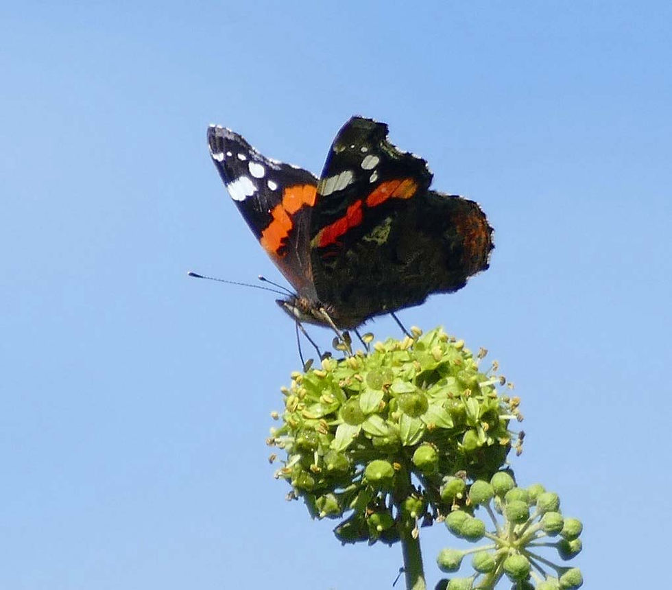 Vanessa atalanta