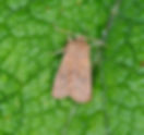 Orthosia cerasi