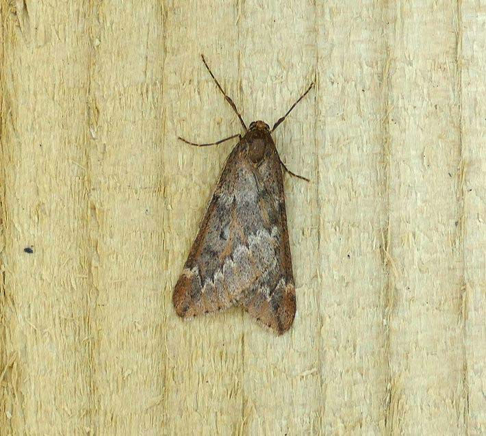 Alsophila aescularia