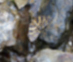 Pantherodes colubraria