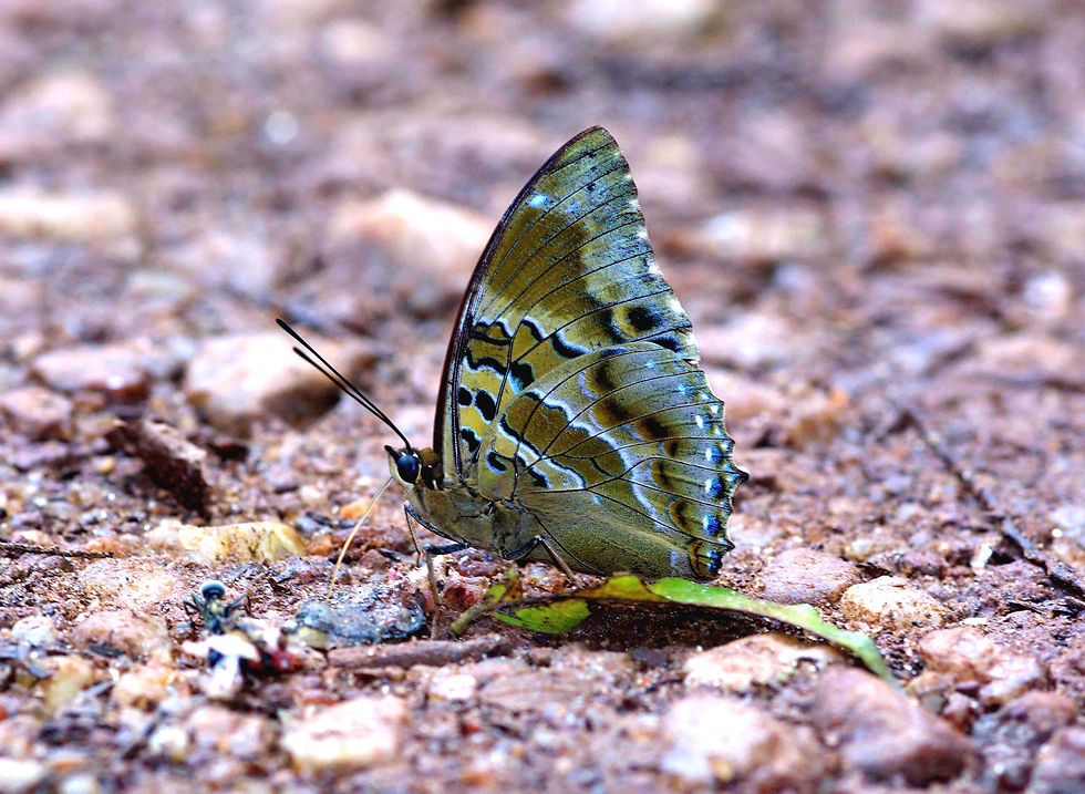 Charaxes numenes