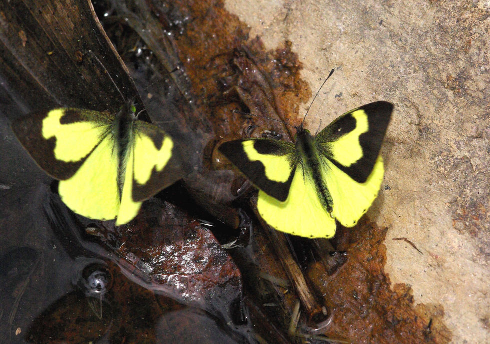 Leptophobia eleone eleone