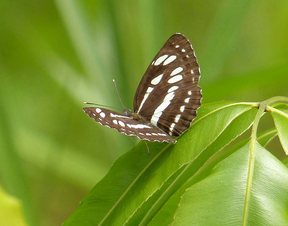 Neptis hylas