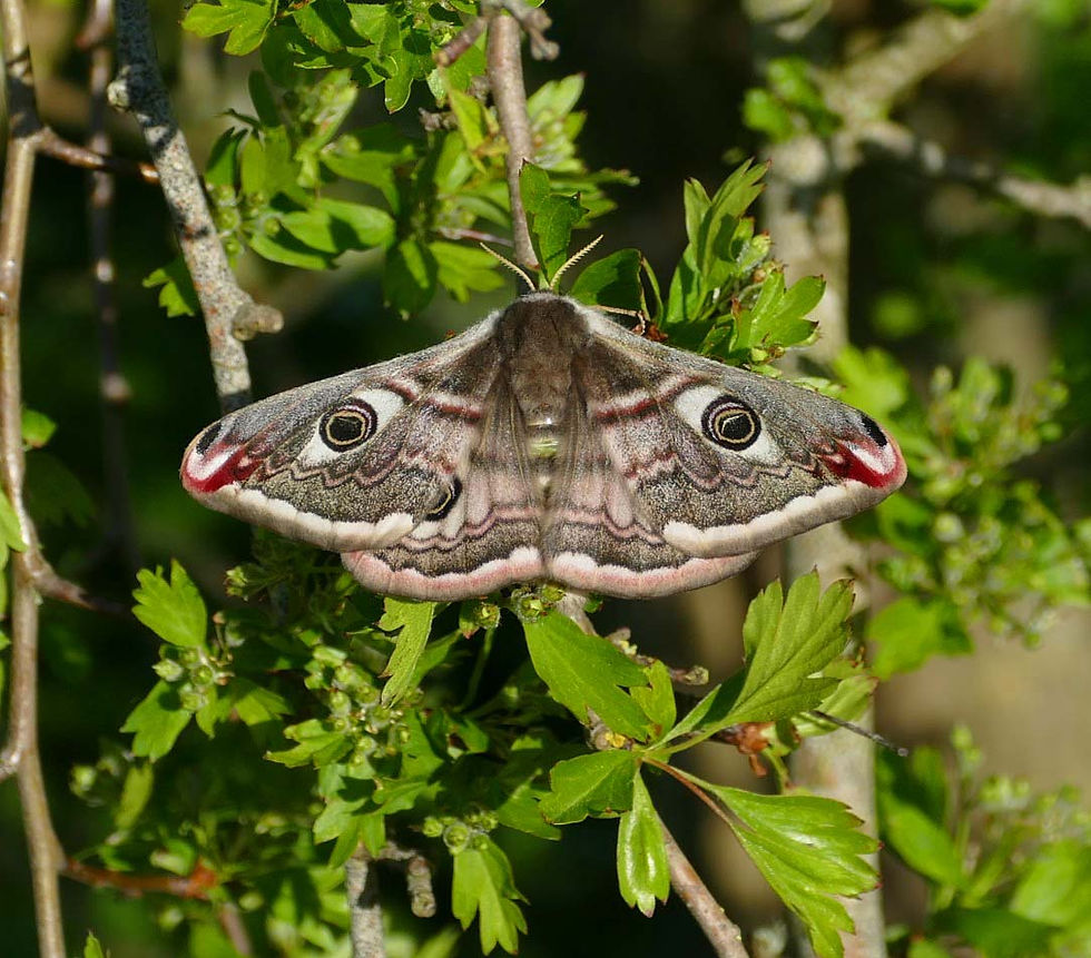 Saturnia pavonia