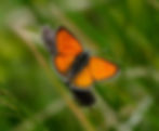 Lycaena hippothoe