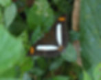 Adelpha iphicleola gortyna