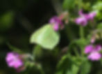 Gonepteryx rhamni