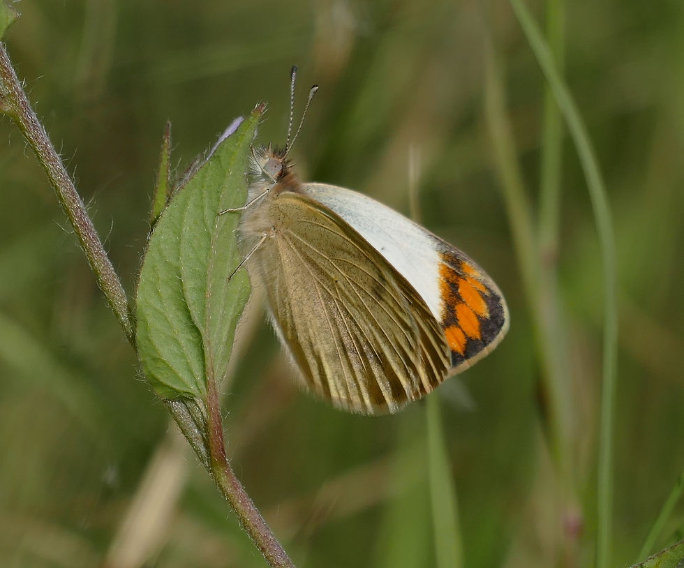 Colotis evagore