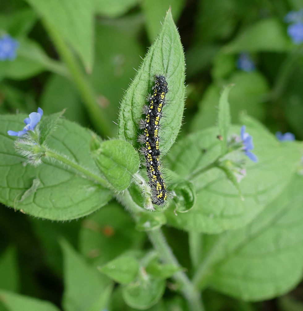 Callimorpha dominula